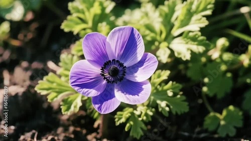 Anemone. More specifically, it looks like an Anemone coronaria flower with a striking purple color. The petals are soft and slightly wavy.
