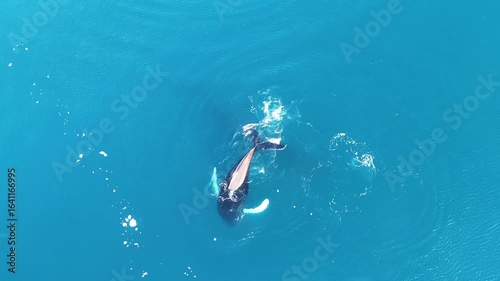Humpback whales near icebergs from aerial view.
Humpback whale tail dripping water drops in arctic ocean with glaciers. Disko Bay glacier during midnight sun season of polar summer. Greenland