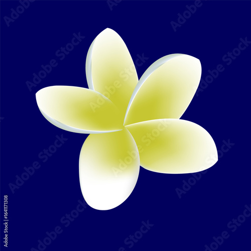 frangipani plumeria  flower on white background vector illust