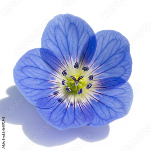Closeup of a vibrant blue flower with visible details of petals and center, isolated on a white background

