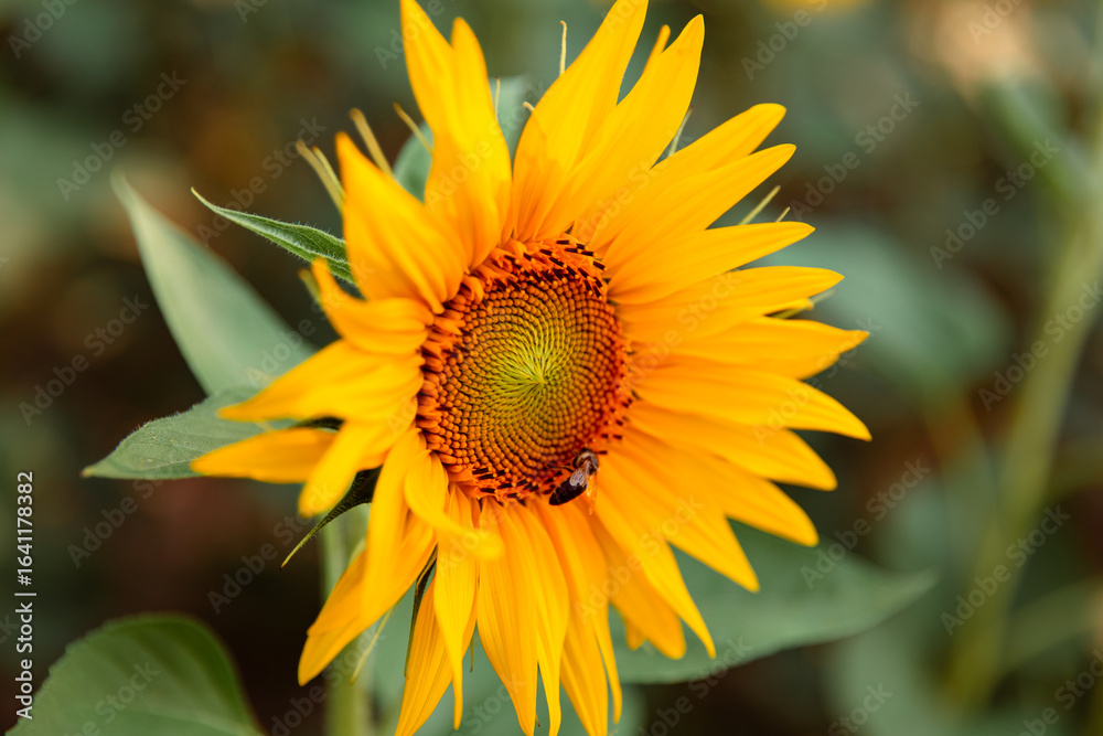 Obraz premium sunflower on a green background