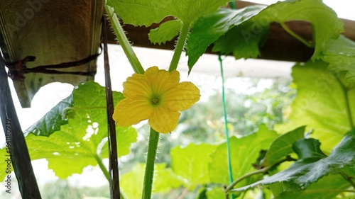 Yellow leaves melon in a garden
