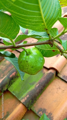 Crystal guava on the tree