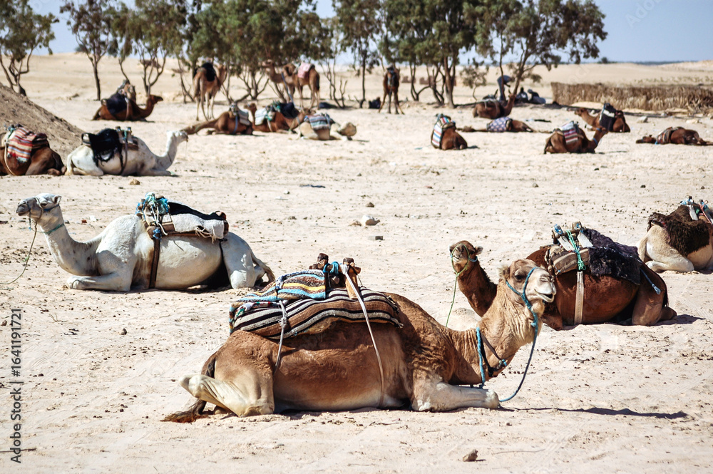 Fototapeta premium Camels for tourists rides on Sahara Desert in Douz oasis in Kebili Governorate, Tunisia