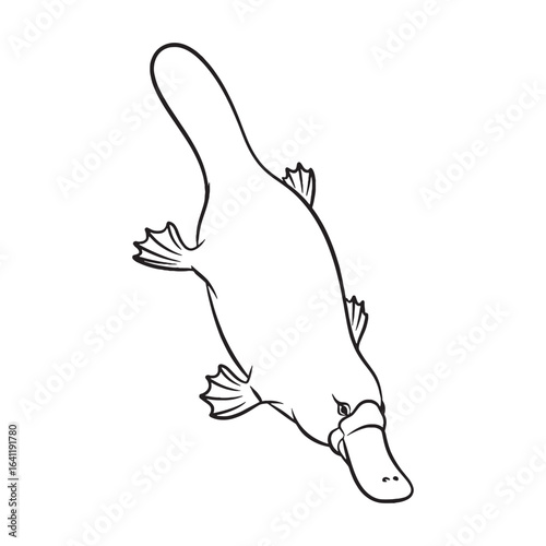 Distinctive Platypus Line Art – Platypus Vector Outline Drawing with Fine Details – Platypus Drawing – Vector of Platypus – Platypus Outline

