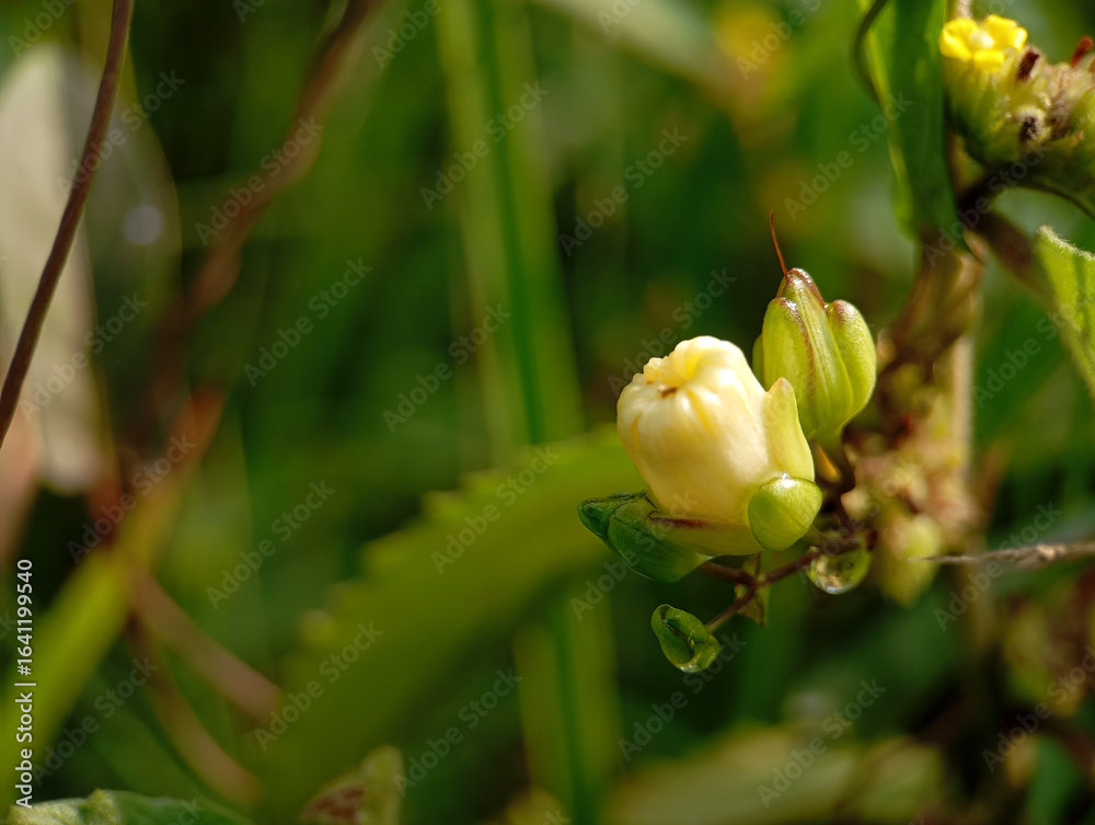 close-up macro shot of a delicate, creamy white flower bud and green leaves with a water droplet, surrounded by blurred green foliage in a natural outdoor setting. close-up macro shot of a delicate, creamy white flower bud and green leaves with a water droplet, surrounded by blurred green foliage in a natural outdoor setting.