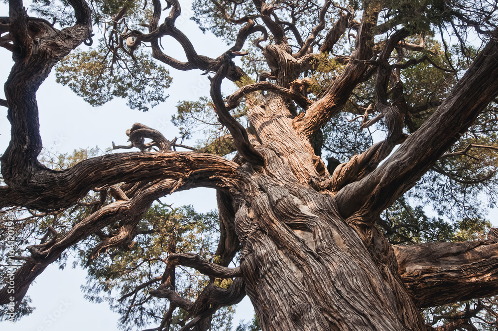 Obraz premium 700 years old tree - Chu Jian Bai cypress in Temple of Confucius in Beijing, China