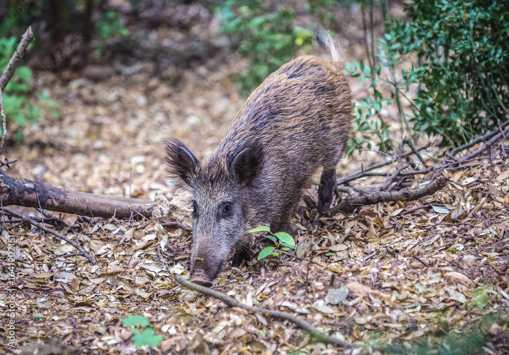 Wild boar in Montserrat mountain range near Barcelona, Catalonia, Spain Wild boar in Montserrat mountain range near Barcelona, Catalonia, Spain