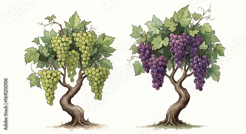 Two Grape vines full of sweet grapes, showcasing nature's bounty.