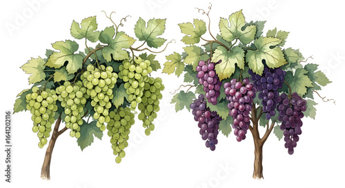 Vibrant green and purple grapes in the vineyard.