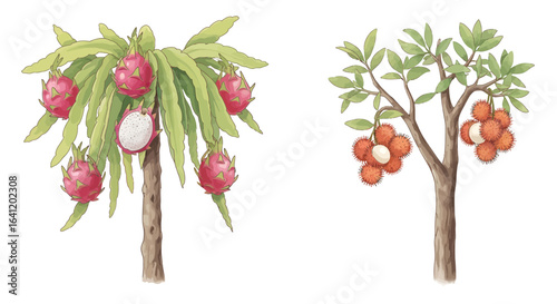 A vibrant illustration of two exotic fruit-bearing trees.