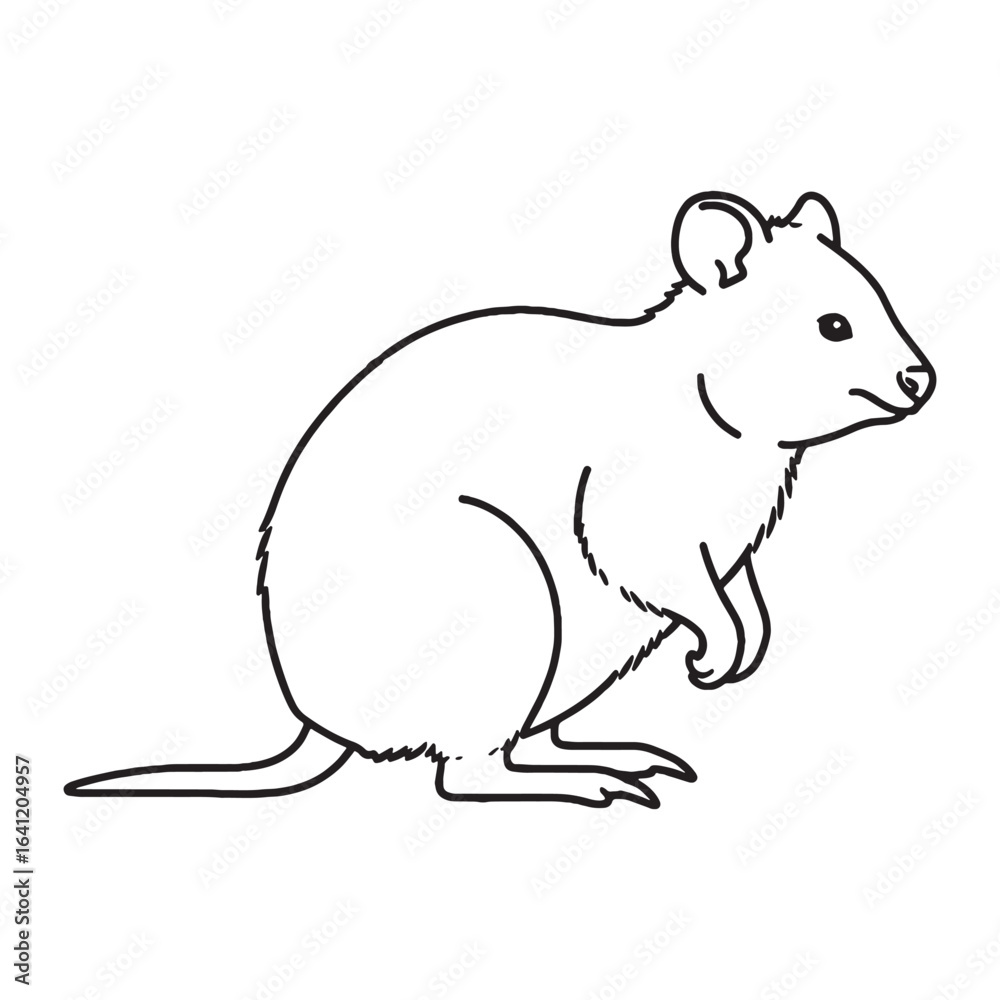 Obraz premium Iconic Quokka Line Art – Quokka Vector Outline Drawing with Rounded Facial Shape – Quokka Drawing – Vector of Quokka – Quokka Outline