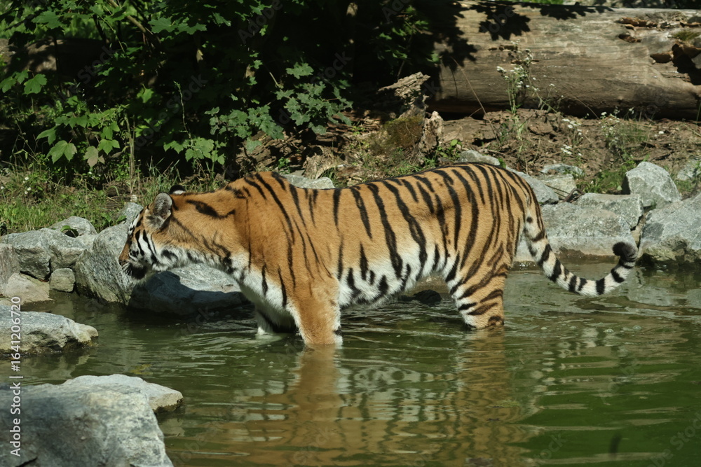 Fototapeta premium tiergarten straubing