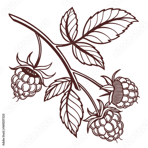 vector illustration of lingonberry