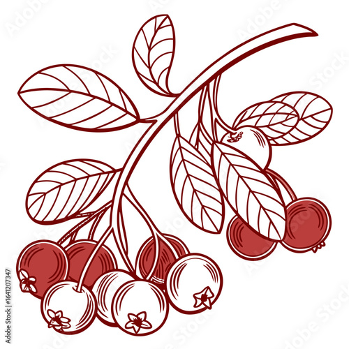 lingonberry on white background 