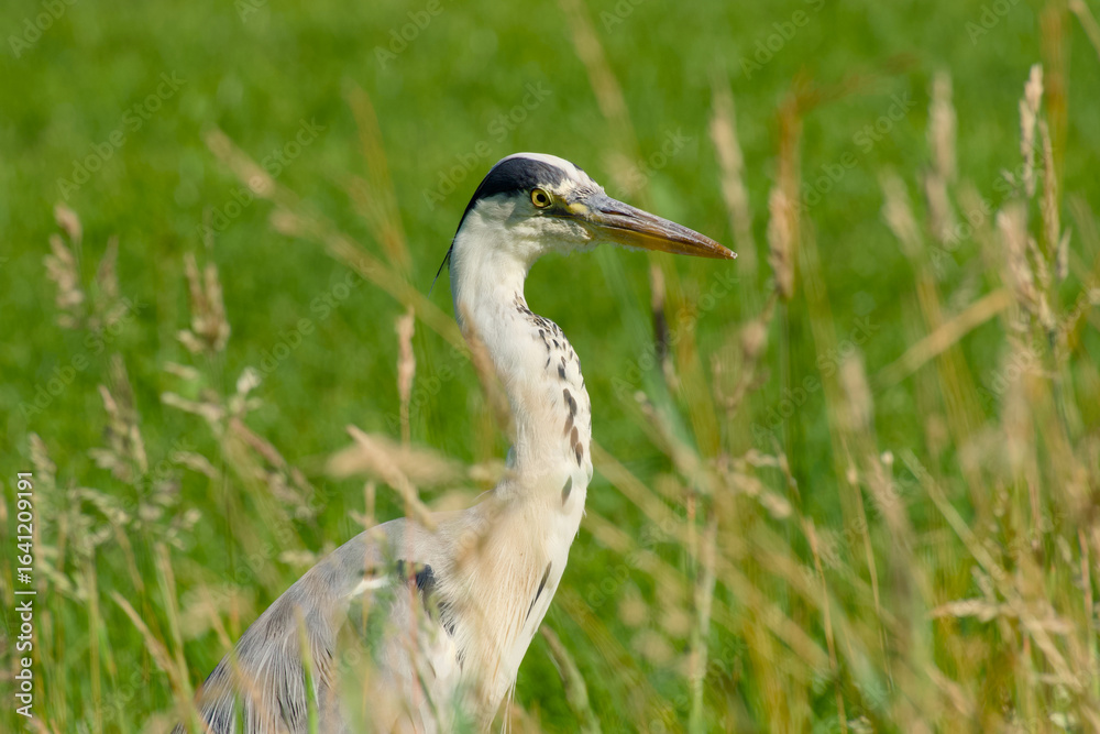 Obraz premium grey heron watching through tall grass