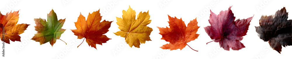 Obraz premium Collection of falling isolated autumns colored maple leaves isolated on transparent or white background