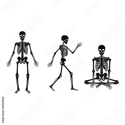 Vector art of skeleton poses isolated on white background