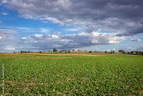 Fototapeta Naklejka Na Ścianę i Meble -  Catch crop field near Zwiniarz, small village in Warmia and Mazury region of Poland