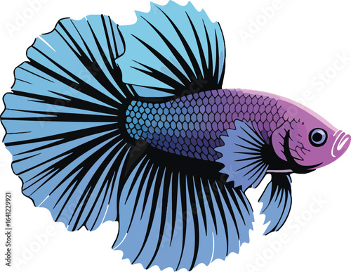 Stunning blue and purple betta fish with elaborate fins on black background