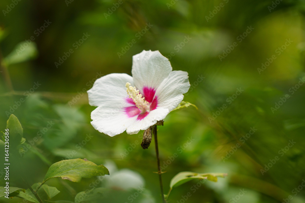 雨上がりの白いムクゲの花 雨上がりの白いムクゲの花