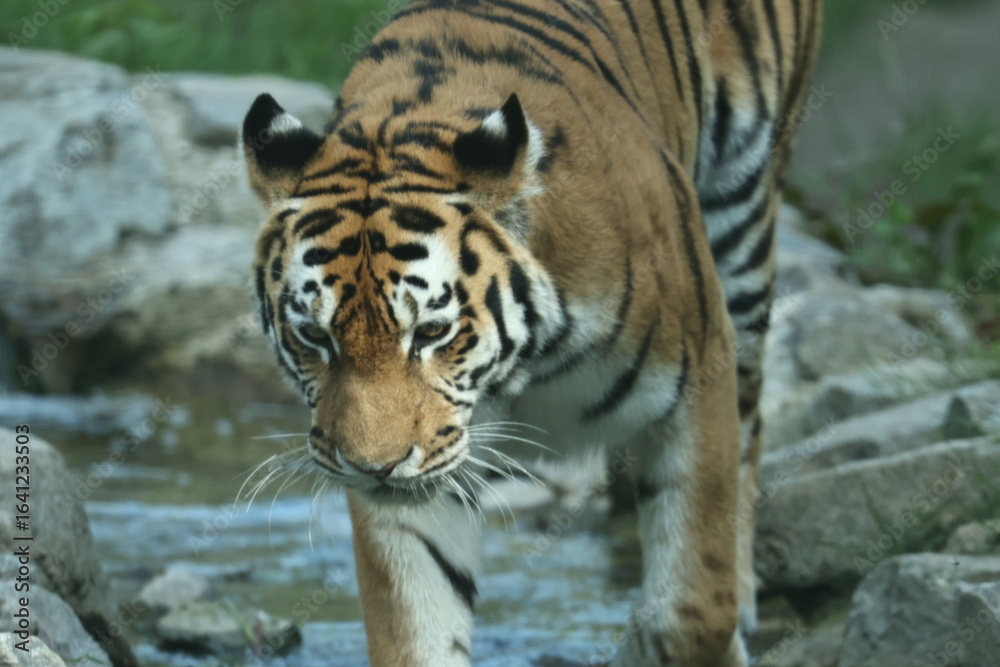 Naklejka premium tiergaren straubing