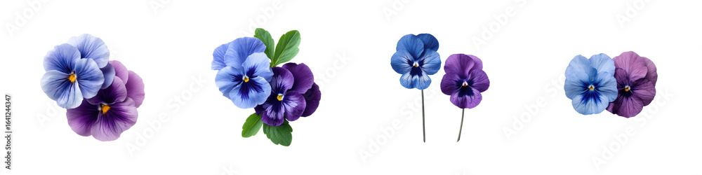 Obraz premium Blue And Purple Pansy Flowers With Green Leaves On A Transparent Background Petals