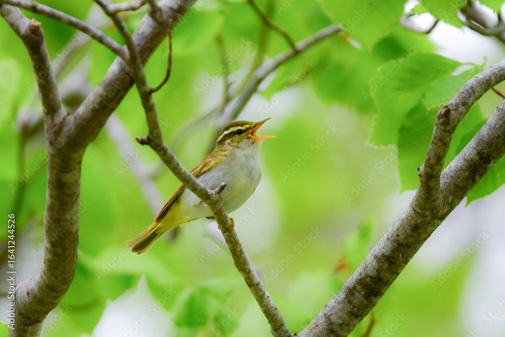 Fototapeta premium 身近な公園や初夏の高原で出会える小さなかわいらしい野鳥、夏鳥のセンダイムシクイ