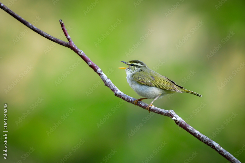 Obraz premium 身近な公園や初夏の高原で出会える小さなかわいらしい野鳥、夏鳥のセンダイムシクイ