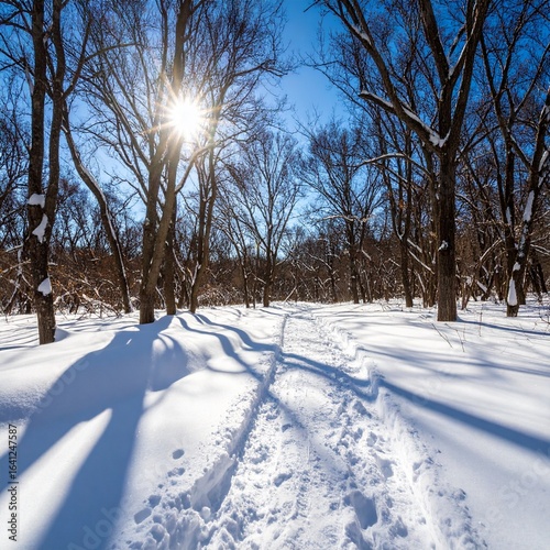 제목: Square of Winter Midday Brilliance

설명: A perfectly balanced square image highlighting the vibrant colors and sharp contrasts of a forest path at midday.