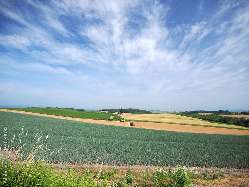 Obraz premium 美瑛のパッチワークの路の風景