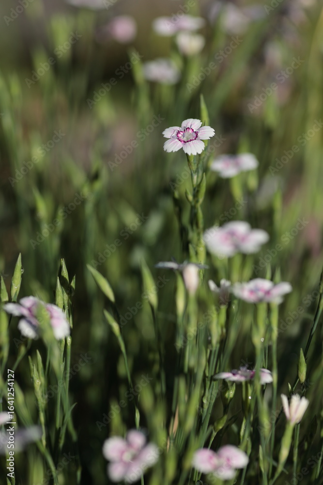Fototapeta premium 花壇に咲くヒメナデシコ