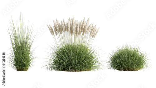 Ornamental grasses and pampas grass tufts creating elegant isolated landscaping elements with