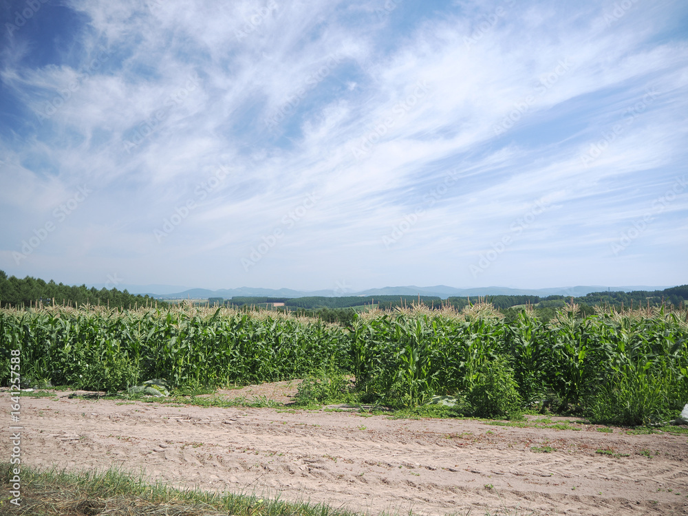 Fototapeta premium トウモロコシ畑の風景