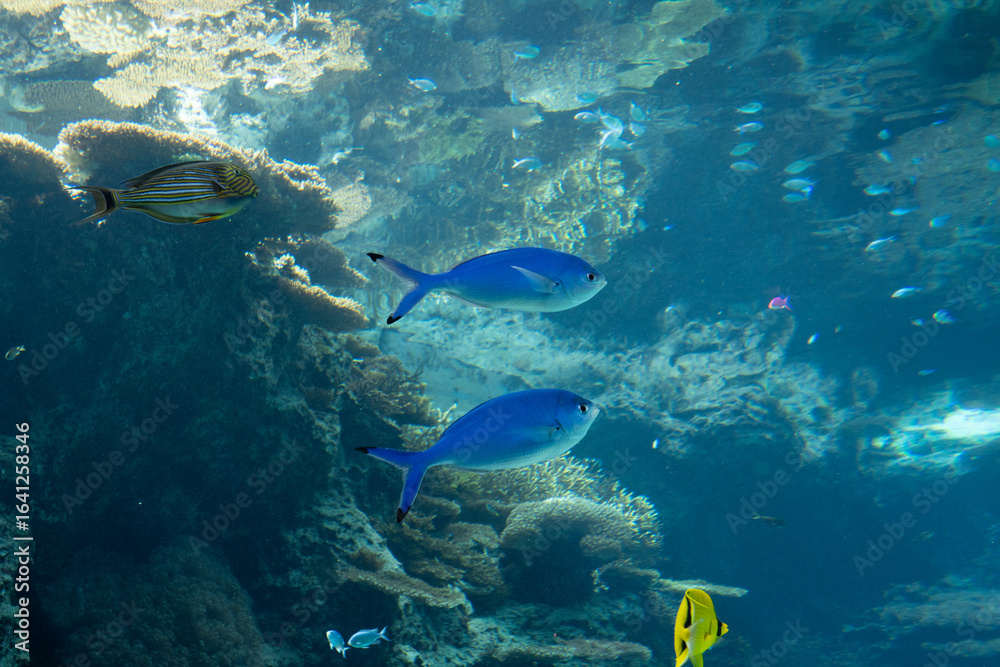 Fototapeta premium 沖縄美ら海水族館のサンゴの海 ハナタカサゴ