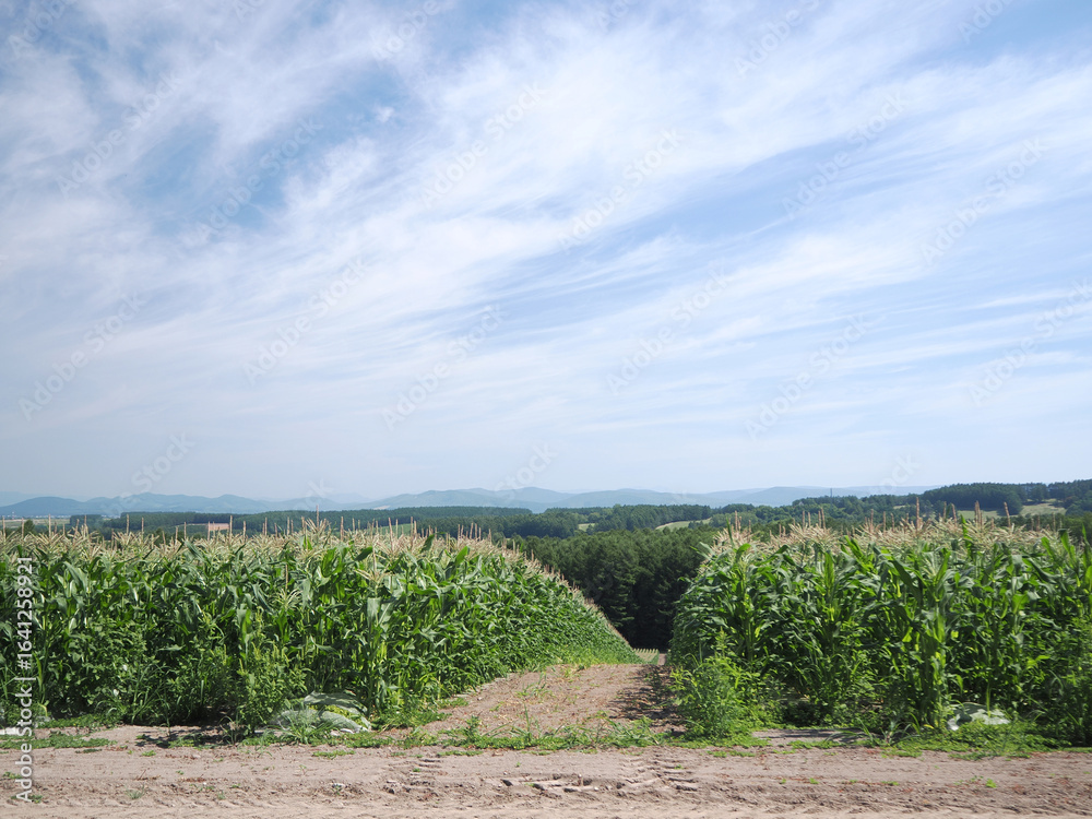 Obraz premium トウモロコシ畑の風景