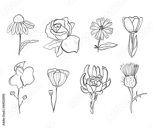 Hand-drawn set of various flowers in black line without fill. Minimalist botanical line art style. Vector