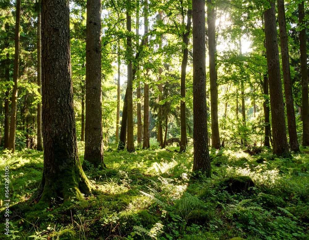 Fototapeta premium Sunlight filtering through forest canopy