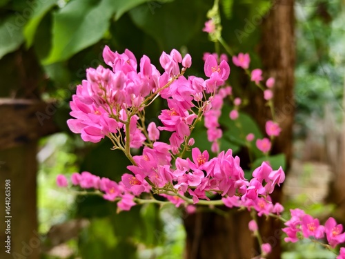 Wallpaper Mural Antigonon leptopus plants are commonly planted in oil palm plantations Torontodigital.ca