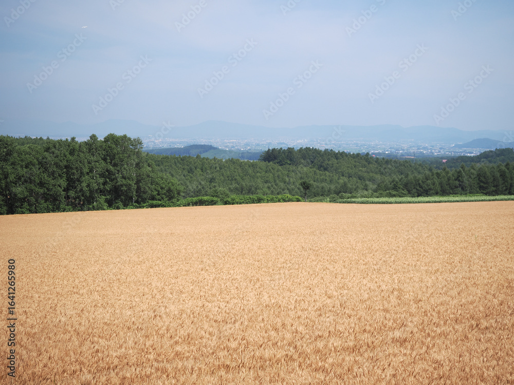 Fototapeta premium 就実の丘の田園風景