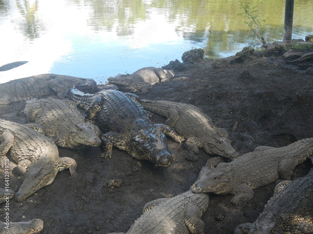 Fototapeta premium KROKODYL