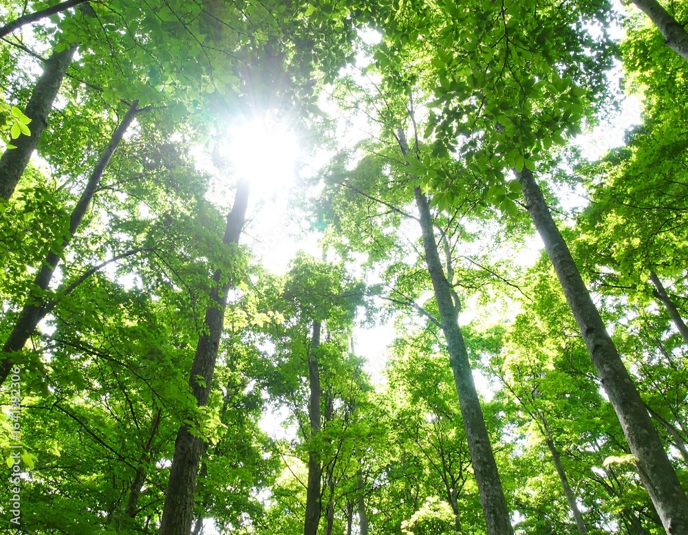 Obraz premium Lush forest canopy with sunlight