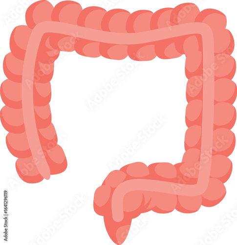 Healthy large intestine showing appendix promoting digestive health and medical awareness