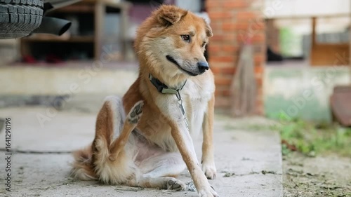 A long-haired mixed breed domestic dog is tied up in a garage, the dog scratches its neck violently, slow-motion video,3 video clips