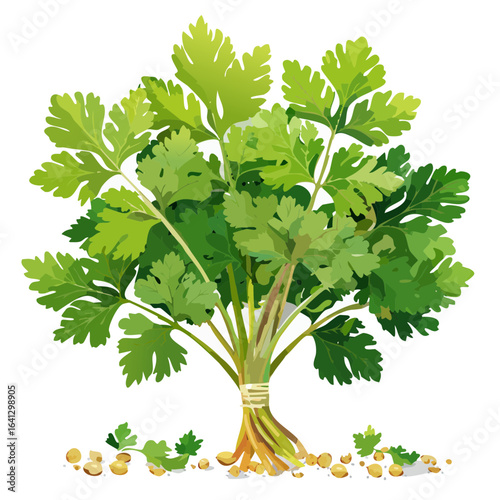 Fresh cilantro bunch with seeds on black background, aromatic herb for cooking, food ingredient, green leaves tied together.