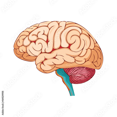 Illustration of Brain Anatomy Organ Structure Nervous System Intelligence Human Intellect Creative Mind