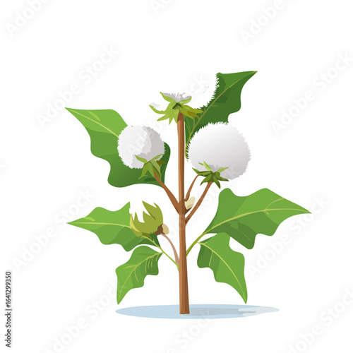 Stylized illustration of a cotton plant featuring fluffy bolls, green leaves, and a brown stalk on a white surface against a black background.