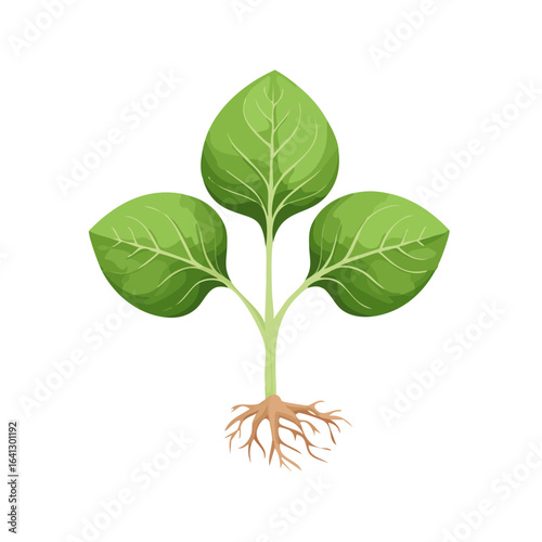Young seedling with roots, green leaves, nature growth illustration, growing plant, environment and botany, germination, organic agriculture.