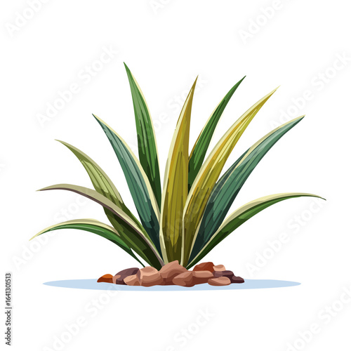 Agave plant with green yellow leaves and stones on a black background graphic illustration