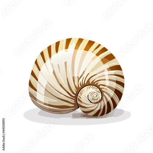 Nautilus shell illustration, spiral pattern, beige and brown colors, against a black background.